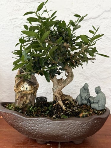 Mediterranean olive bonsai - mediterranean,