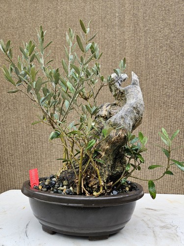 Old european olive bonsai - european,