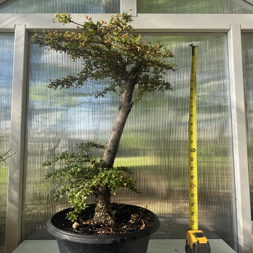 Dwarf black olive - black, bonsai