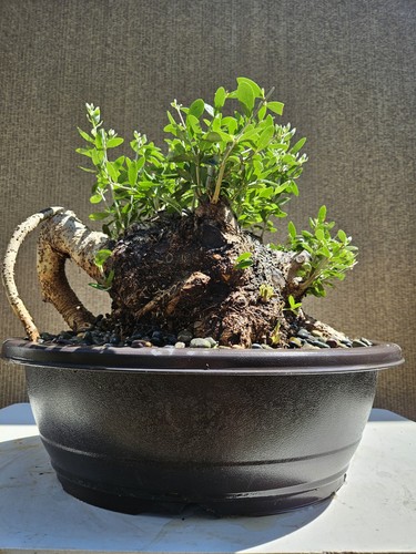 Old european olive bonsai - european,