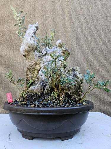 Old european olive - old,