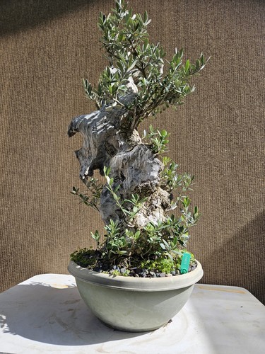 Old european olive bonsai - european,