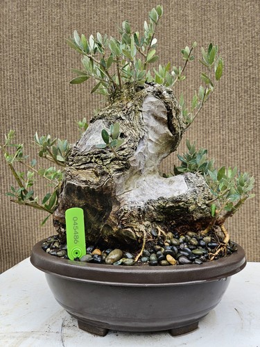 Old fruiting olive tree - olive,