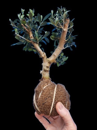 Bonsai trees plant - olive, tree
