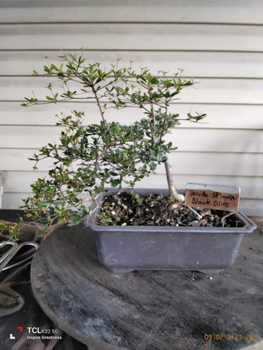 Black olive bonsai - black,