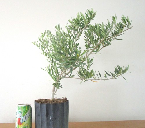 Dwarf majestic beauty - majestic, olive