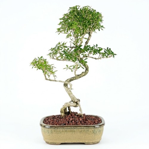 Serissa bonsai tree - serissa,