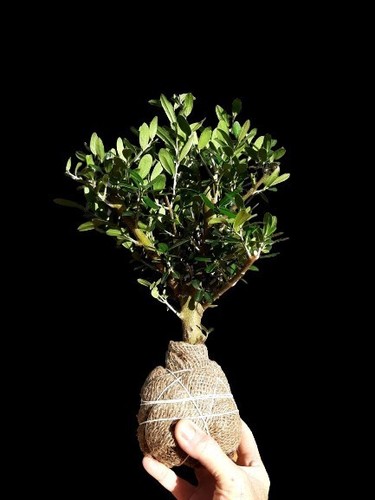 Bonsai trees plant olive - trees,
