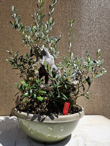 Old european olive bonsai - european,