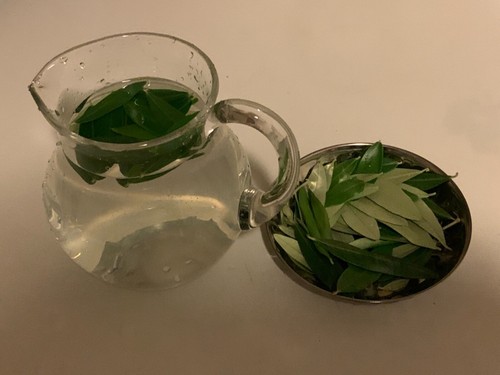 Fresh olive leaves on - olive,