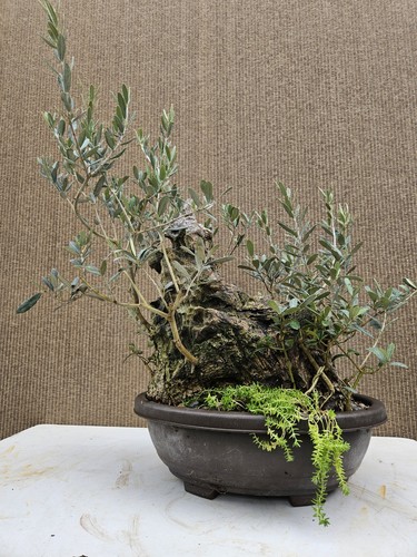 Old european olive bonsai - old,