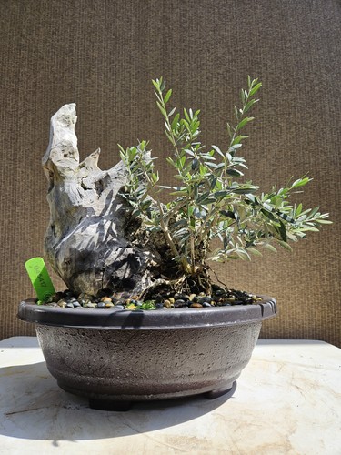 Old european olive bonsai - european,