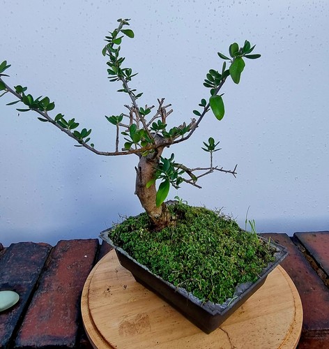 Wild olive bonsai material - wild,