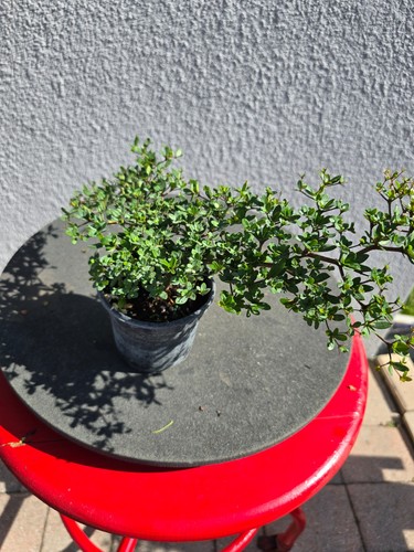 Black olive pre bonsai