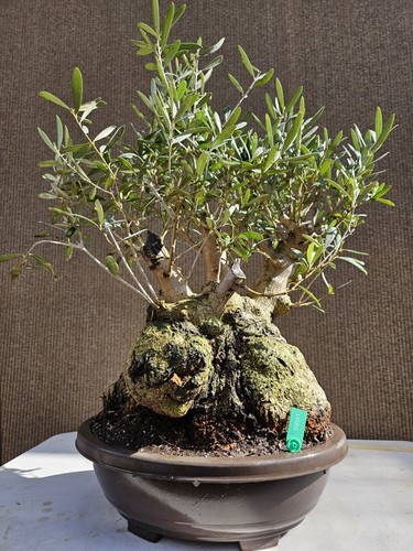 Old european olive bonsai - european,