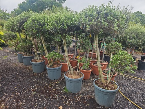 5ft olive tree topiary - x,