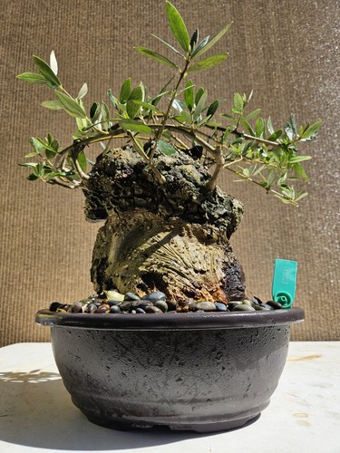 Old european olive bonsai - old,