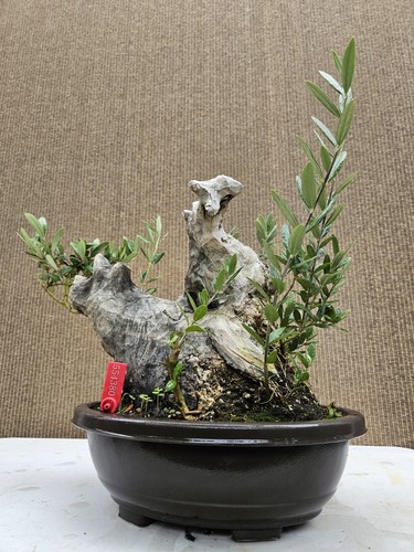 Old european olive bonsai - old,