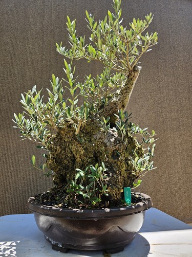 Old european olive - old,