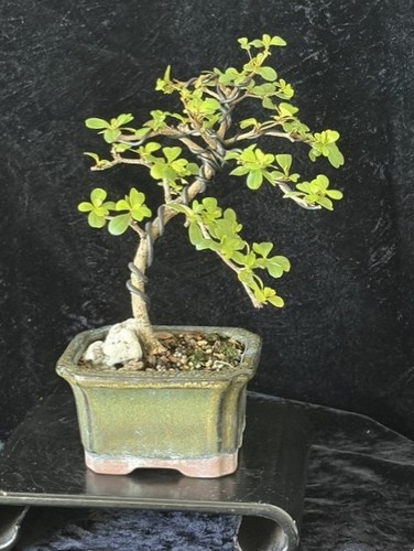 Black olive shohin - black, bonsai