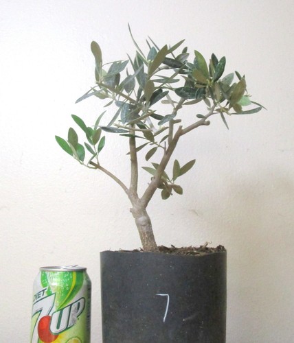 Dwarf european olive - dwarf,