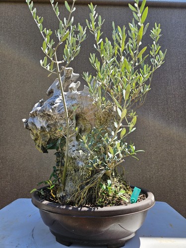 Old european olive bonsai - olive,