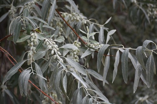 Russian olive tree - russian,