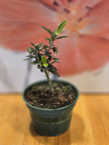 Olea europaea olive - europaea, –