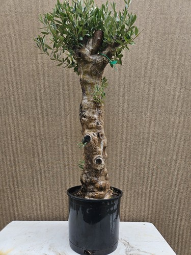 Old european olive bonsai - old,