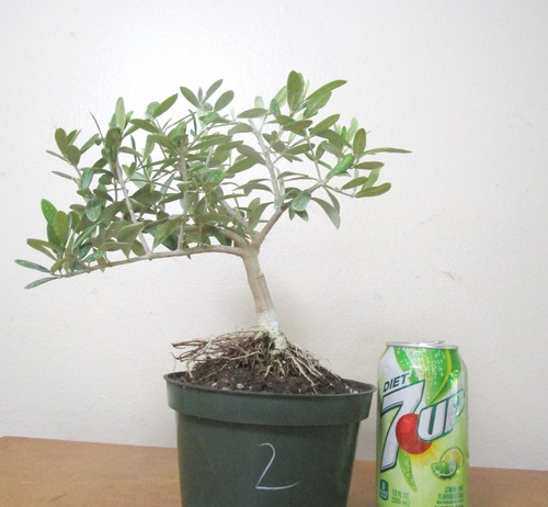 Dwarf european olive for - olive,