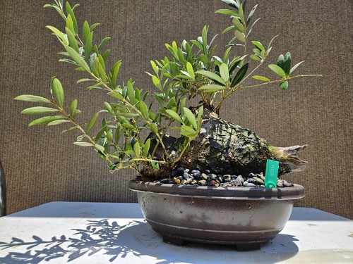 Old fruiting olive tree - fruiting,