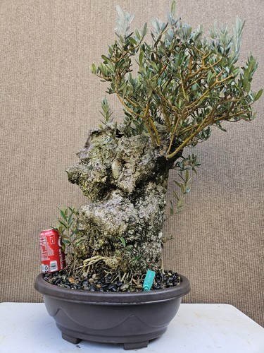 Old european olive - european,