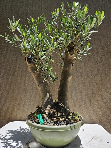 Old european olive bonsai - european,