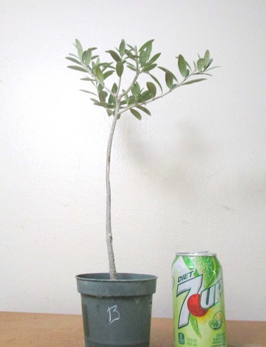 Dwarf european olive for - european,