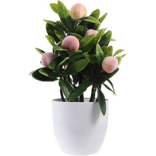 Mini potted oranges - ,