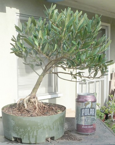 Olea europaea olive - europaea, bonsai