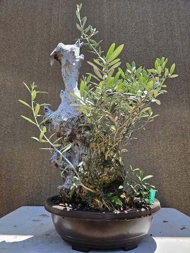 Old european olive - european, bonsai