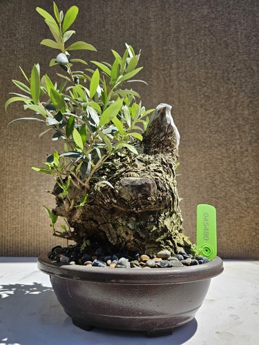 Old european olive bonsai - old,