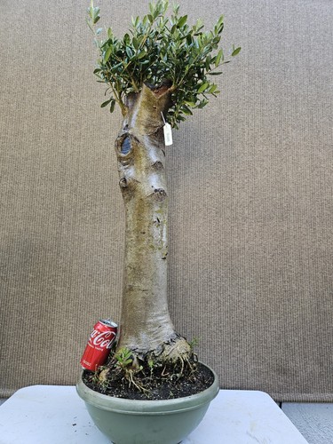 Old european olive bonsai - olive,