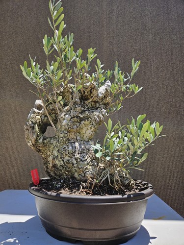 Old european olive bonsai - old,
