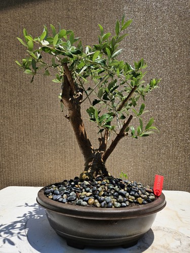 Old skylark dwarf - olive, bonsai