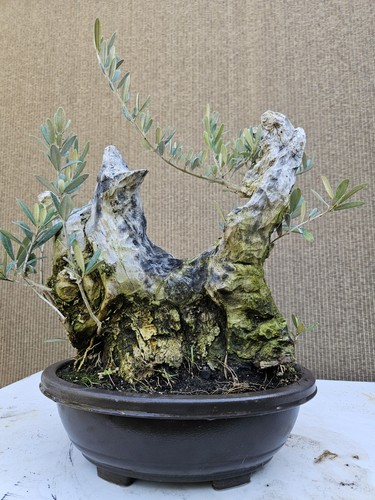 Old european olive - european, bonsai