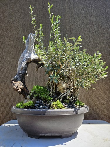 Old european olive bonsai - european,