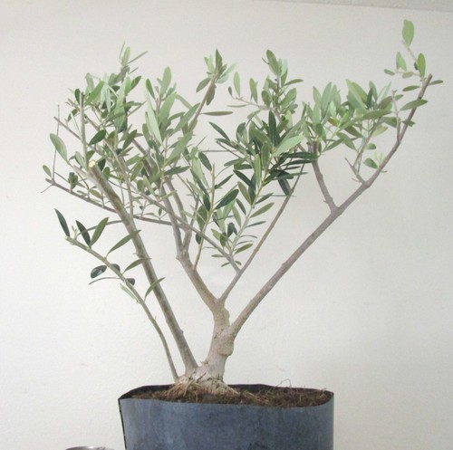 Big european olive for - olive,