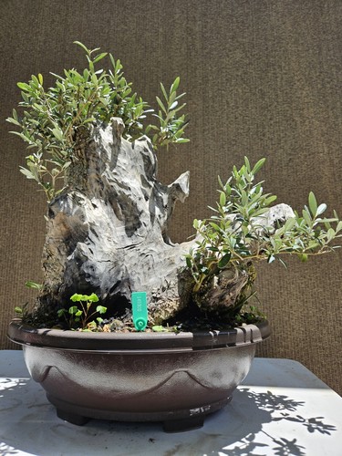 Old european olive - old,