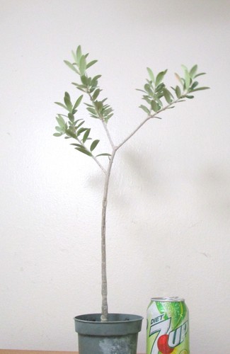 Dwarf european olive - european, for