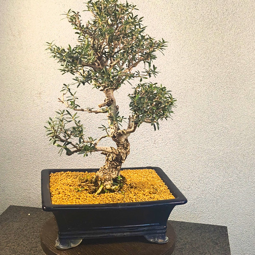 Grown from cutting masaru - from,