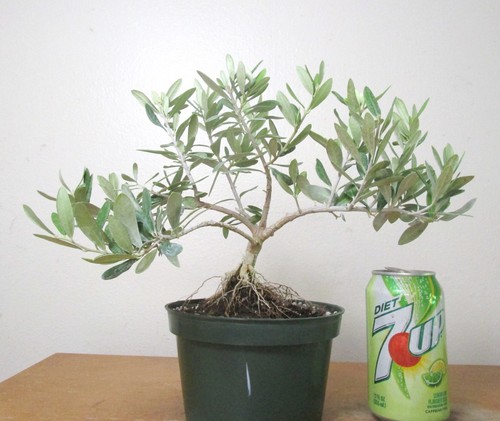 Dwarf european olive for - dwarf, mame