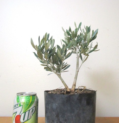 Dwarf european olive for - dwarf,
