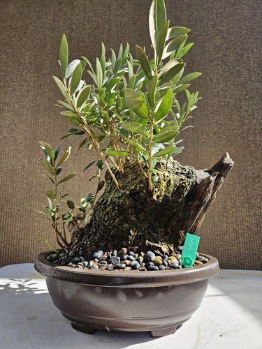 Old european olive bonsai - old,